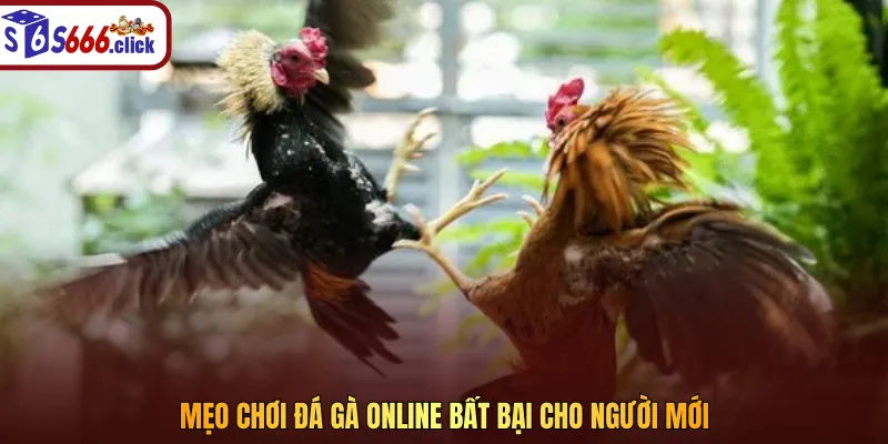 Lựa chọn mức tiền ở các trận đấu chọi gà sao cho phù hợp